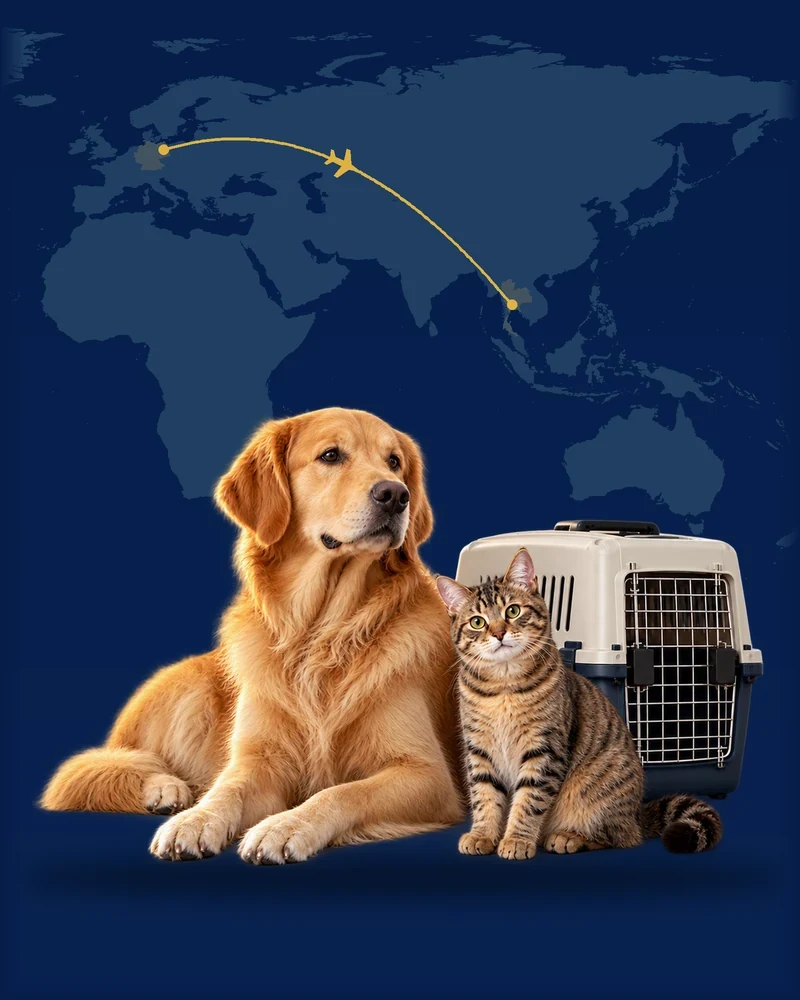 Liegender Hund und Katze neben einer Transportbox vor einer Karte