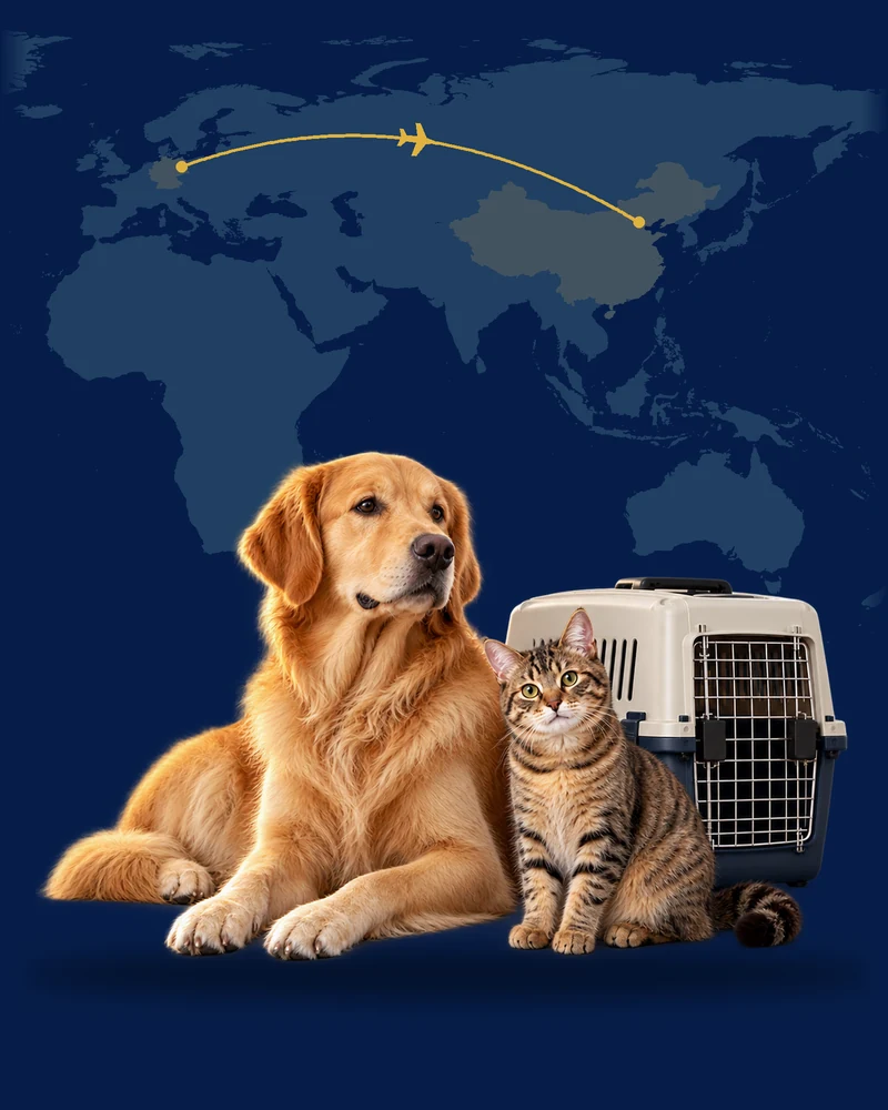 Liegender Hund und Katze neben einer Transportbox vor einer Karte