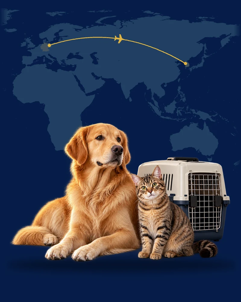 Chien allongé et chat près d’une caisse de transport, avec une carte