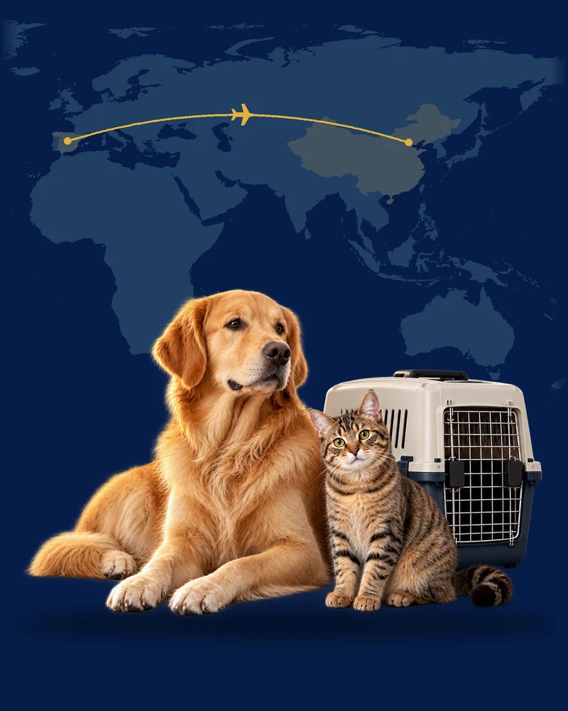Liegender Hund und Katze neben einer Transportbox vor einer Karte
