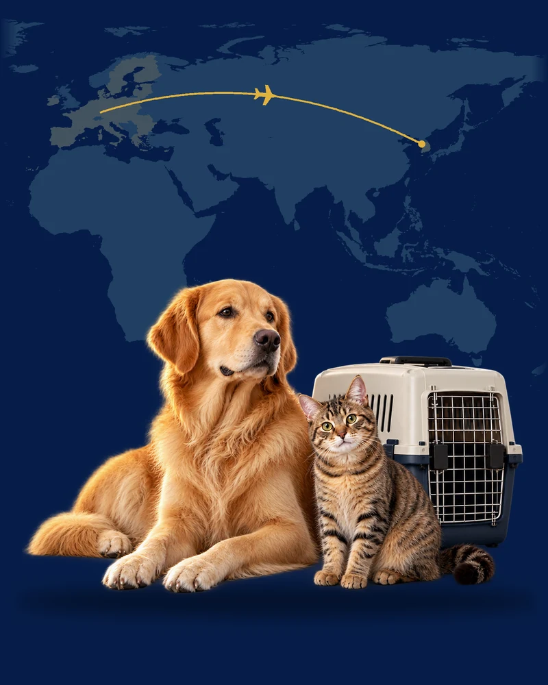 Liegender Hund und Katze neben einer Transportbox vor einer Karte
