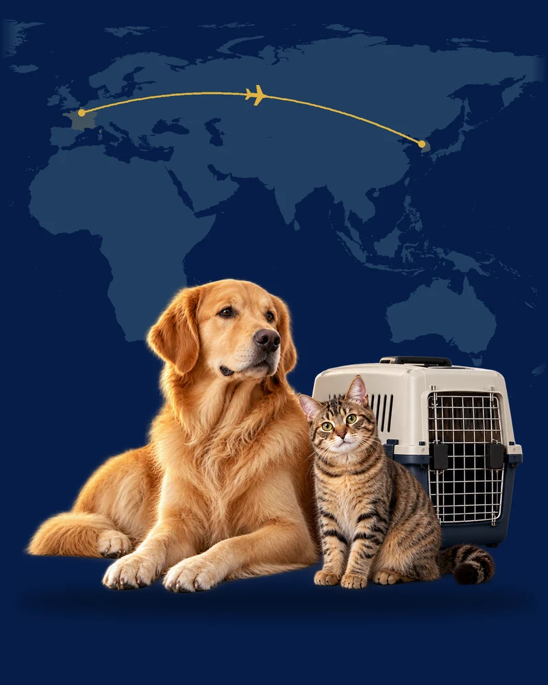 Liegender Hund und Katze neben einer Transportbox vor einer Karte