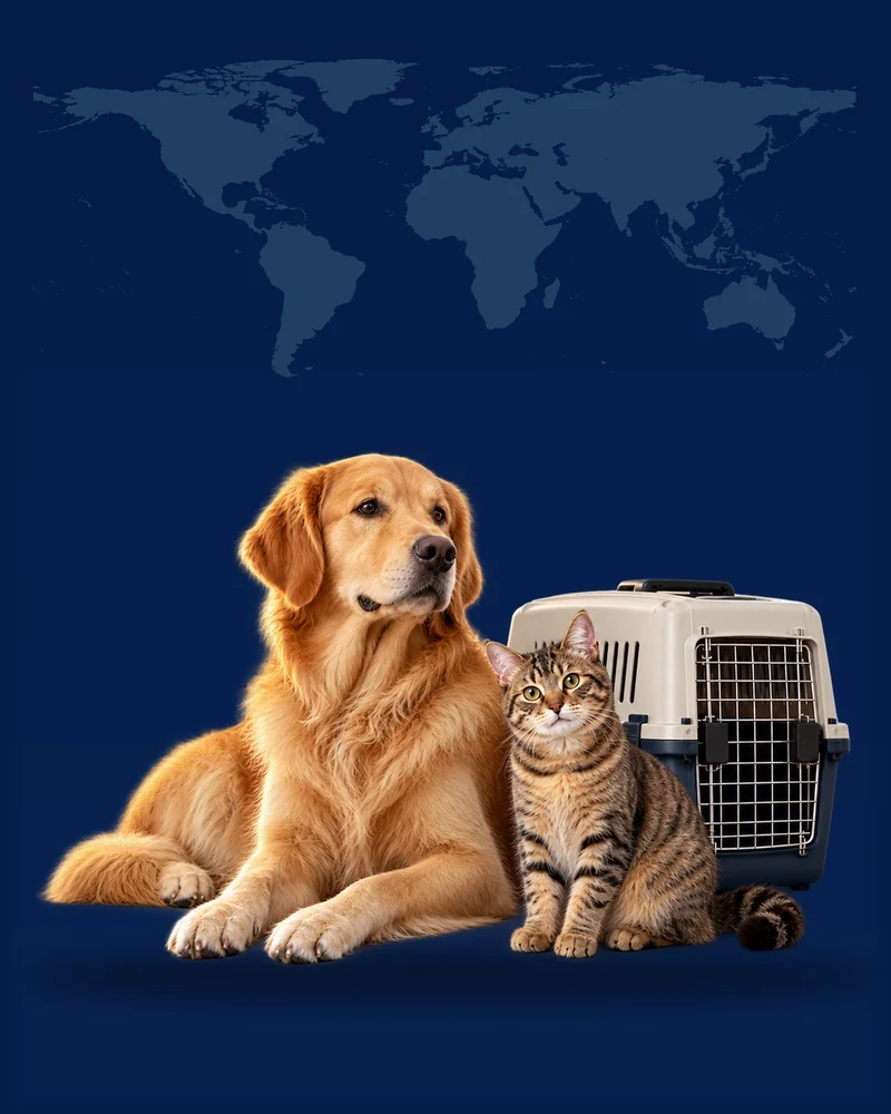 Reclining dog and cat beside a travel kennel, with a schematic map