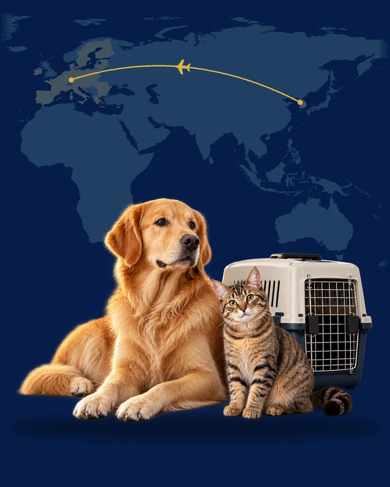 Liegender Hund und Katze neben einer Transportbox vor einer Karte