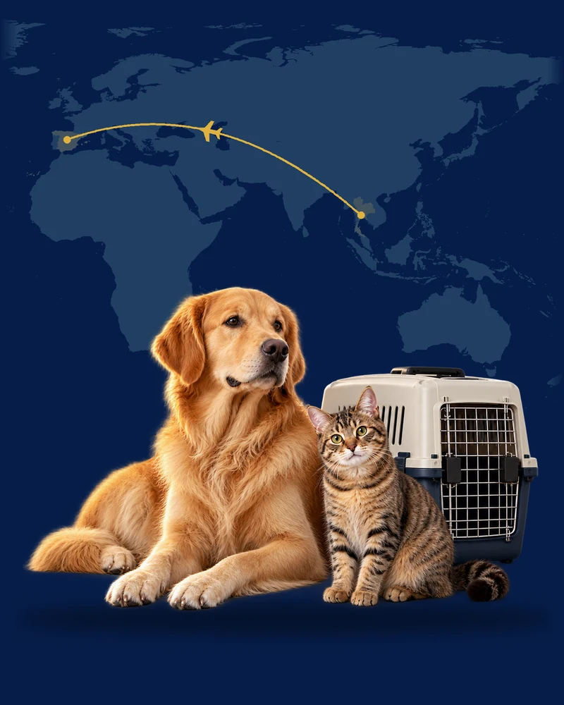 Dog and cat beside a travel kennel with an illustrative route map