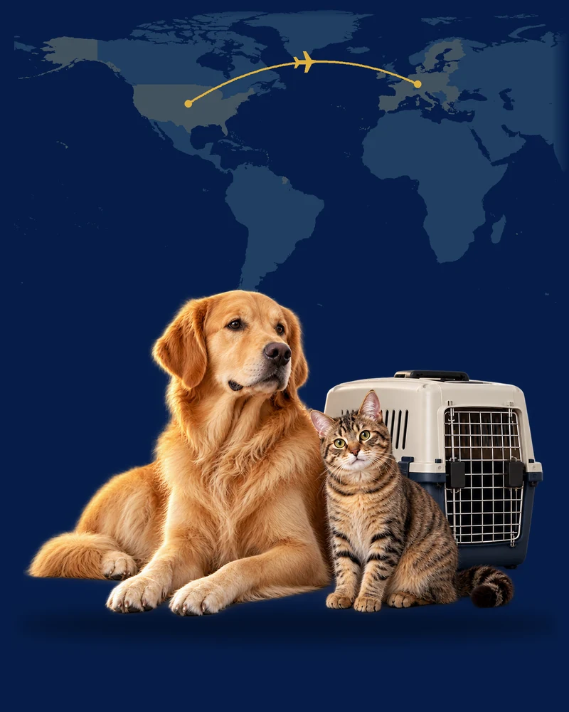 Liegender Hund und Katze neben einer Transportbox vor einer Karte